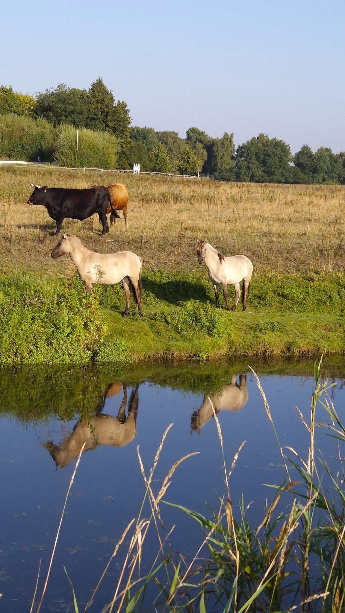 Landschaft   Tiere   Steveraue   2025.08.11 08.09 04 HQ